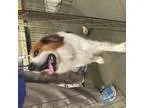 Adopt Buster a Spaniel Cocker Spaniel