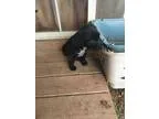 Adopt Lab Mix Puppies a Black - with White Labrador Retriever  M
