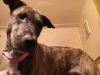 Dog crate needed for Foster mom