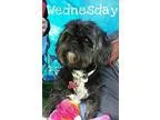 Adopt Wednesday a Shih Tzu  Mixed dog in Sparks NV (15497383)