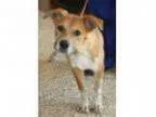 Adopt HUNTER a German Shepherd Dog  Labrador Retriever  Mixed do