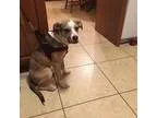 Adopt Delly a Hound Beagle