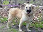 Adopt Seth playful and chill a Tibetan Spaniel Spaniel