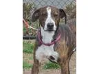 Adopt George a BrownChocolate - with White Bobtail  Greyhound  M
