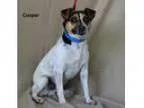 Adopt Chance a Jack Russell Terrier Mixed dog in Alpharetta GA