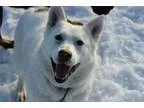 Adopt Judo a Husky