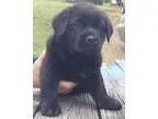 Adopt Rain Dancer a Newfoundland Dog