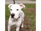 Adopt Gardenia a White American Staffordshire Terrier  Mixed dog