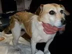 Adopt Mazy a Tricolor (TanBrown and Black and White) Jack Russel