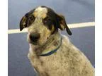 Adopt Henry a Black - with White Australian Cattle Dog  Mixed do