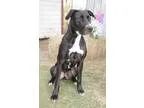 Adopt Honey a Black - with Brown Red Golden Orange or Chestnut H