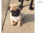 pug - Spunk