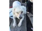 Adopt Francis a White Poodle (Miniature)  Bichon Frise  Mixed do