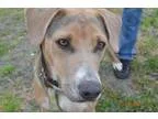 Adopt Brownie a Hound Beagle
