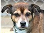 Adopt MIsti a Beagle Terrier