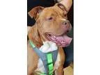 Adopt Mrs. Wiggles a Boxer Pit Bull Terrier