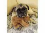Adopt Moye a Pug
