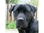 Adopt Sydney a Labrador Retriever Mastiff