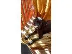 Adopt Fritto a Labrador Retriever