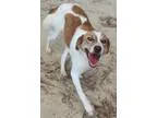 Adopt Jake 2 a BrownChocolate - with White Shepherd (Unknown Typ