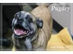Adopt Pugsley a Pug Beagle