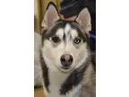 Adopt MIKAIL a GrayBlueSilverSal t and Pepper Siberian Husky  Mi