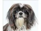 Adopt Lilly a Shih Tzu  Mixed dog in San Luis Obispo CA (1531747