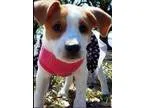 Adopt Joanie a Beagle