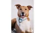 Adopt Vaughn a Black - with White Labrador Retriever  Mixed dog 
