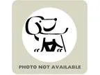 Adopt Haley a Rat Terrier  Mixed dog in Menands NY (15494746)