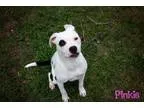 Adopt Pinkie a Pit Bull Terrier
