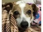 Adopt Jess a TanYellowFawn Jack Russell Terrier  Mixed dog in Co