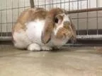 Adopt Bun Bun a Bunny Rabbit Bunny Rabbit