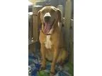 Adopt Ruby Lou a RedGoldenOrangeCh estnut - with White Labrador 