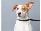 Adopt Jackie a Jack Russell Terrier  Mixed dog in Columbia SC (1