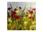 Fantastic Flowers