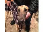 Adopt Hilco Jazzy a TanYellowFawn Greyhound  Mixed dog in West B