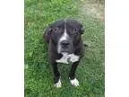 Adopt Doozy a Pit Bull Terrier  Mixed dog in St. Louis MO (15554