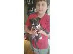 Adopt Stella a Brindle - with White Boxer  Pit Bull Terrier  Mix