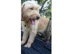 Adopt Honey a Terrier Golden Retriever