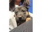 Adopt Baylee a Shih Tzu Lhasa Apso