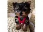 adorable male and female Teacup Yorkie Puppies