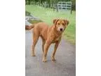 Adopt Arizona a TanYellowFawn Golden Retriever  Labrador Retriev