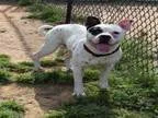 Adopt BOSON a Boston Terrier Pit Bull Terrier