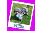 Adopt Millie Franklin a Poodle