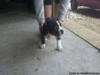 Blue Merle Male Female Pitbull Terrier Rare Color