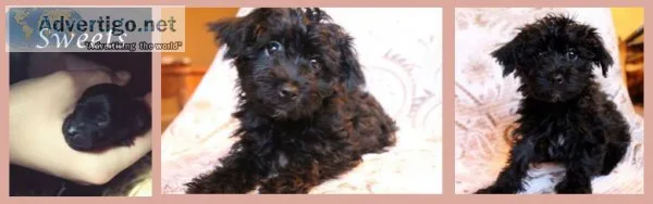 Designer Breed Yorkiepoo
