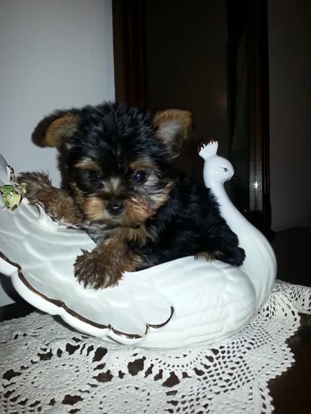 Yorkshire Terrier Toy
