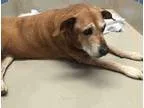 Adopt Ruby a RedGoldenOrangeCh estnut - with White Labrador Retr
