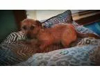 Adopt Dallas and HoustonDD a Dachshund